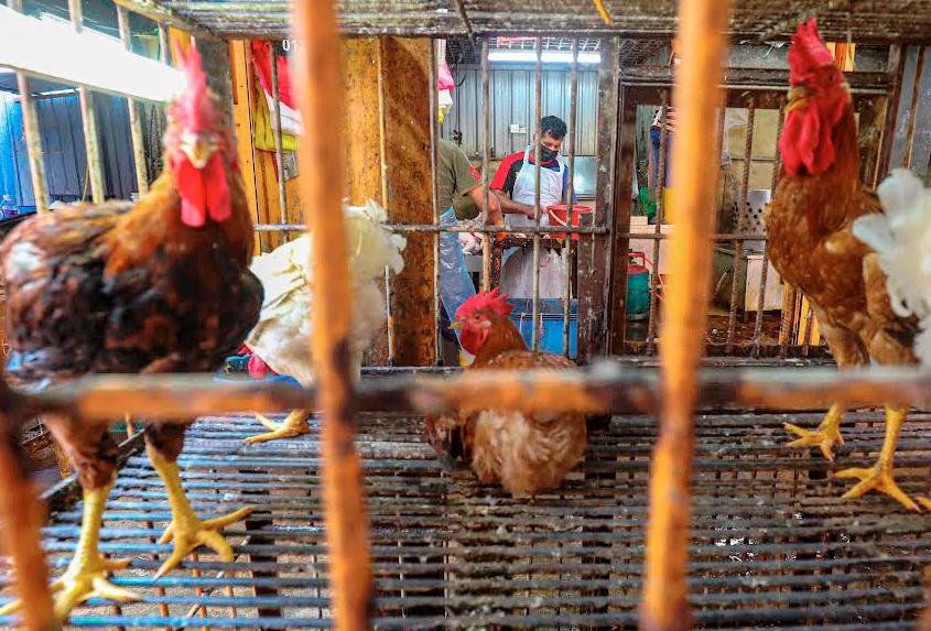Zukila claims the farm price of live chickens has not changed and is stable, at RM5.80 per kg. – AMIRUL SYAFIQ THESUN