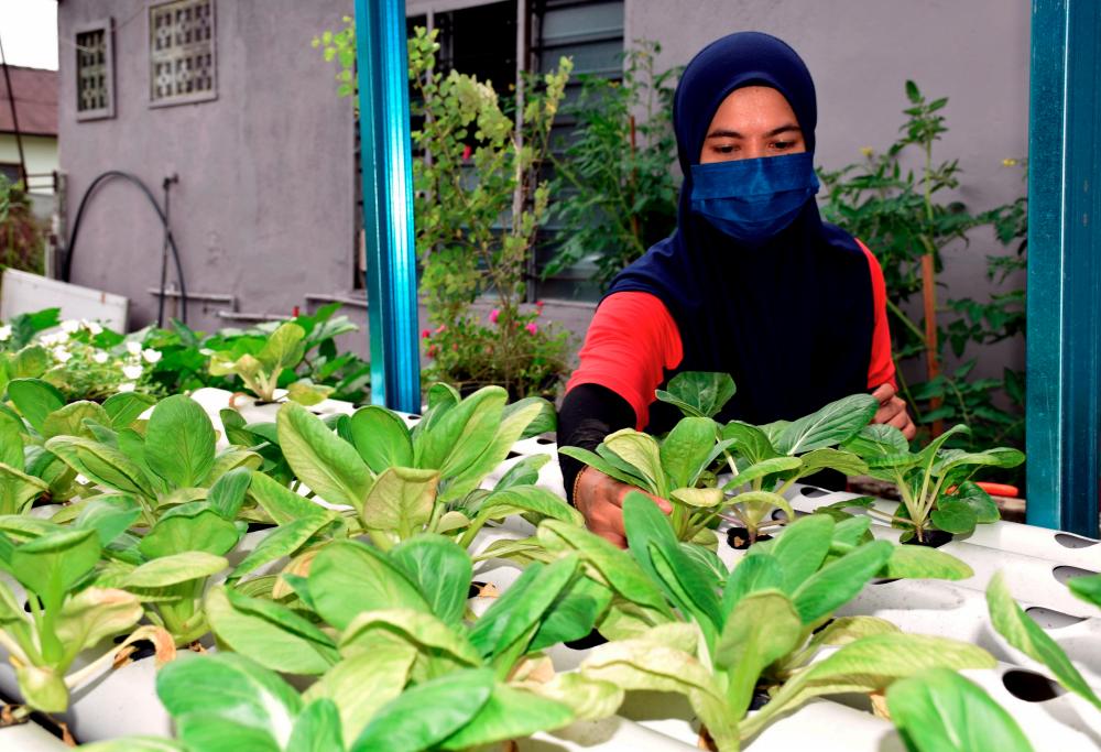 Urban farming approach to beat rising cost of living