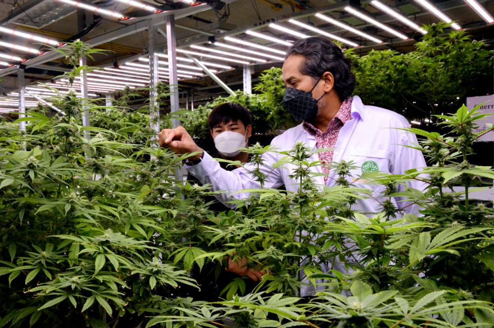 Khairy inspecting a cannabis plant during a visit to a growing and processing facility in Thailand. – BERNAMAPIC