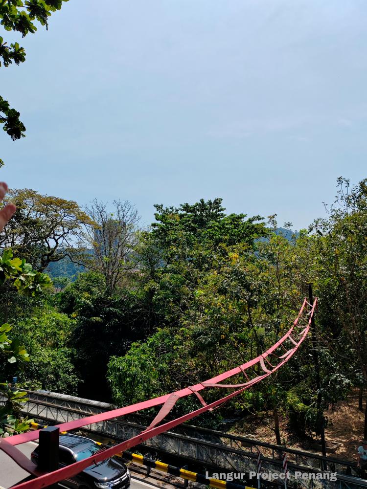 One of the bridges installed in Penang for the safety of animals.