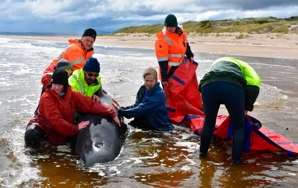 Rescuers work to save a whale on a beach in Macquarie Harbour on the rugged west coast of Tasmania on September 25, 2020, as Australian rescuers were forced to begin euthanising some surviving whales from a mass stranding that has already killed 380 members of the giant pod. / AFP / Mell CHUN