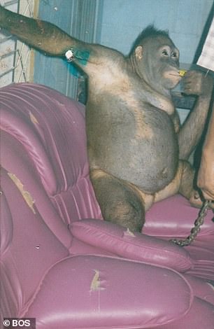 Pony as she was discovered by rescuers in the brothel in 2003. — Borneo Orangutan Survival Foundation