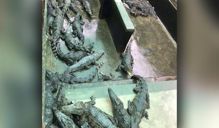 The crocodiles in one of the enclosures at Roath’s farm.