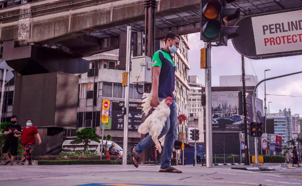 KEEPING IT FRESH ... A man carries two live chickens on his way home in downtown Kuala Lumpur. ADIB RAWI YAHYA/THESUN