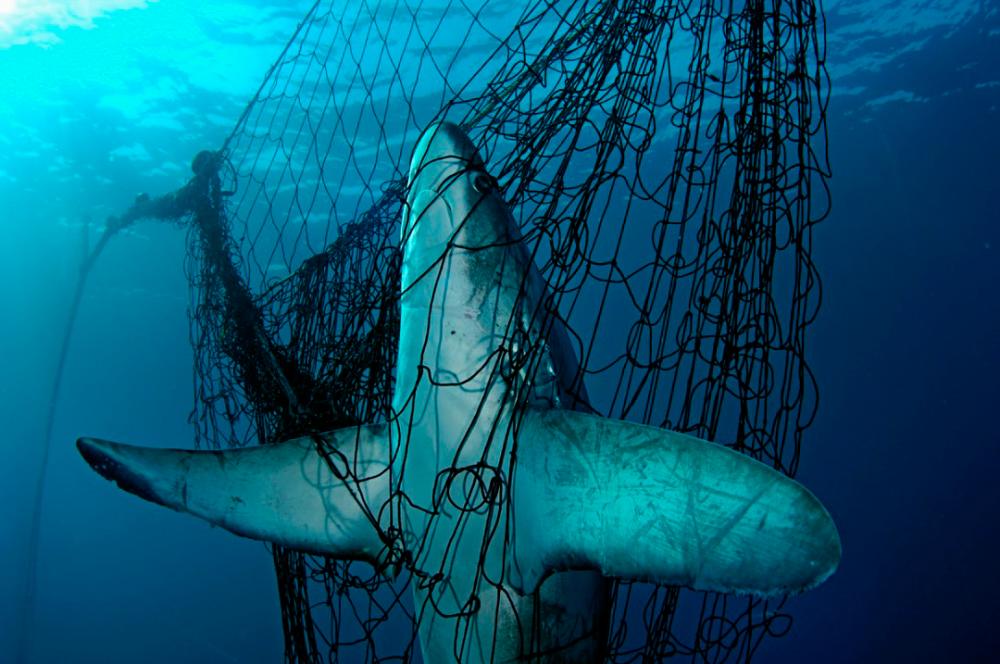 Thresher shark_ Alopias vulpinus fatally caught in a fishing net.(c)Brian J. Skerry National Geographic Stock_WWF