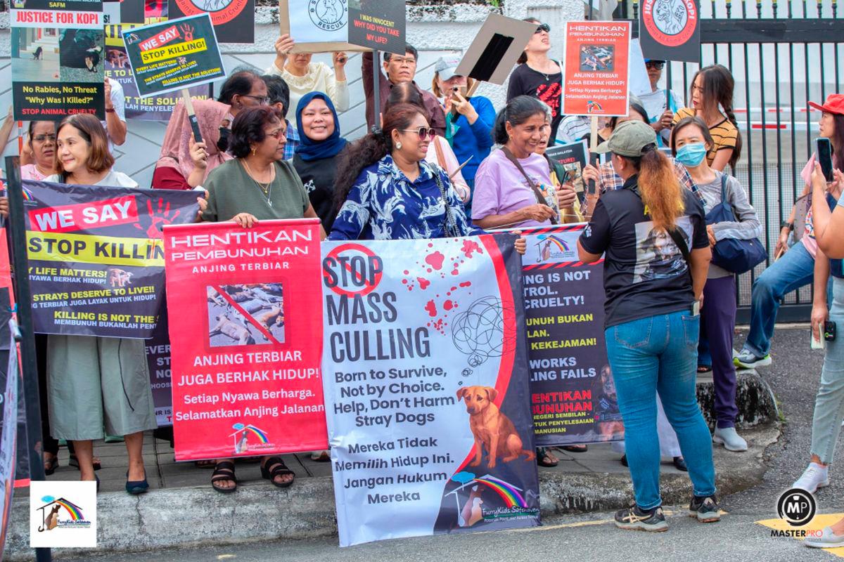State govt urged to halt the planned culling of stray dogs in Negri Sembilan: Gabungan NGO Haiwan Malaysia $!State govt urged to halt the planned culling of stray dogs in Negri Sembilan: Gabungan NGO Haiwan Malaysia