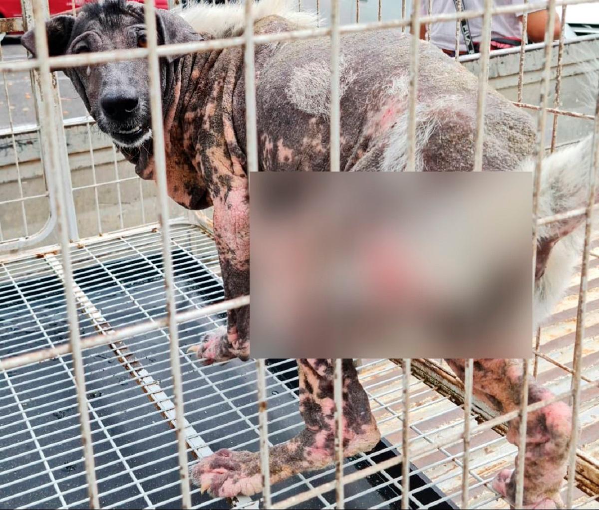 A past case where the dog was eventually rescued but died later from its injuries after being confined for years in a small cage. - Pic by concerned citizen