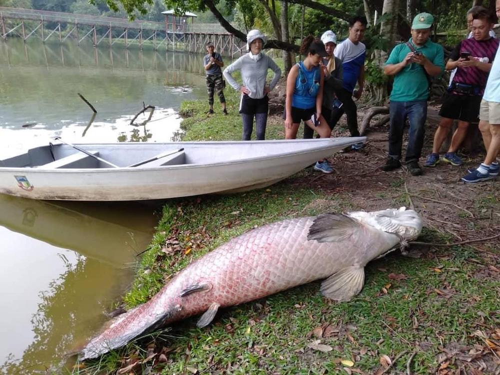 Bangkai ikan Arapaima yang ditemui di sebuah tasik di Taman Rekreasi Tun Fuad Stephen.