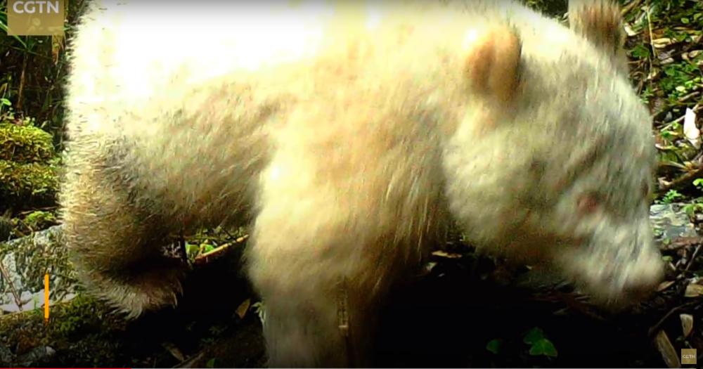 (Video) Rare all-white panda spotted in China