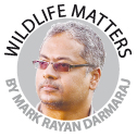 Malayan tiger closer than ever to extinction