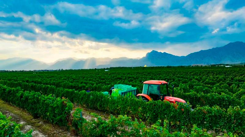 A grape plantation at the eastern foot of Helan Mountain in Ningxia $!A grape plantation at the eastern foot of Helan Mountain in Ningxia