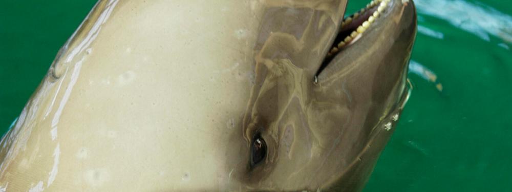 $!The Yangtze Finless Porpoise. – Worldwildlife.org