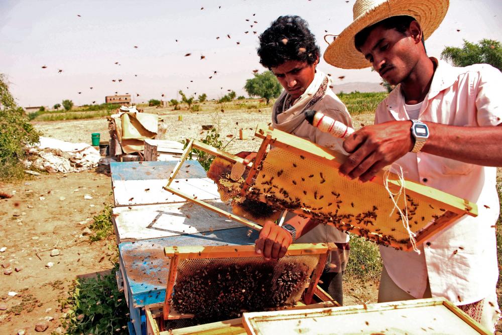 In this file photo taken on Nov 10, Yemeni beekeepers collect honeycombs at their apiary in the country's northern Hajjah province. — AFP