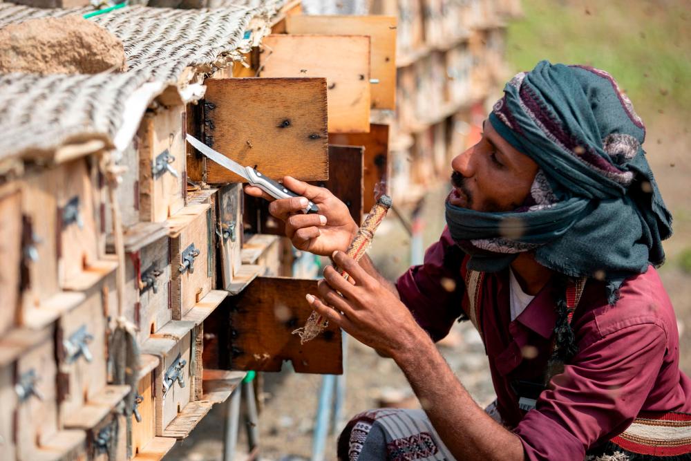 A Yemeni beekeeper uses smoke to calm bees, as he checks beehives at a farm in Yemen’s third city of Taez, on June 28, 2022. AFPPIX