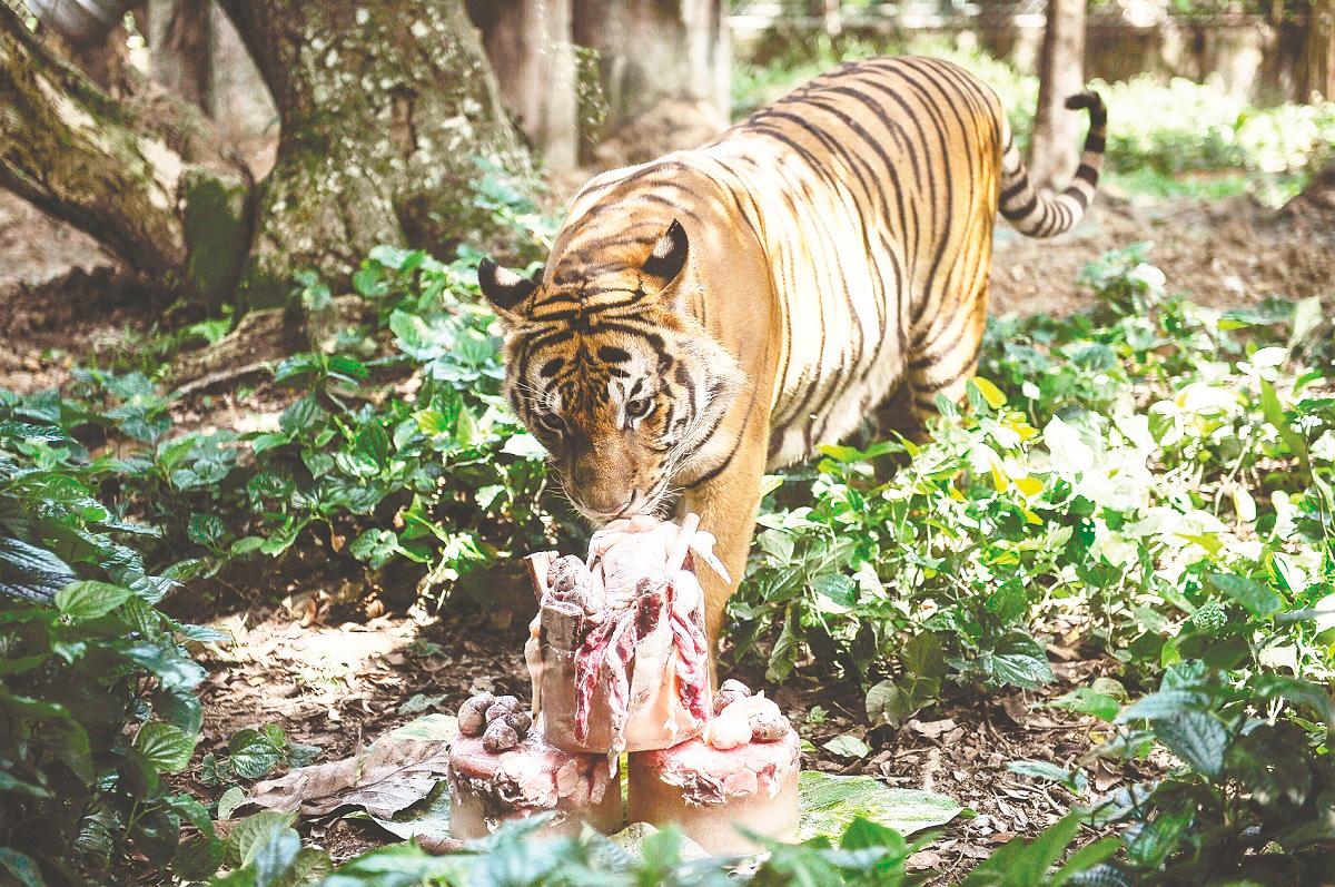 Nature uses a mix of checks and balances to prevent overpopulation, ensuring ecosystem stability. Predators in the food chain help keep prey populations in check. – BERNAMAPIC
