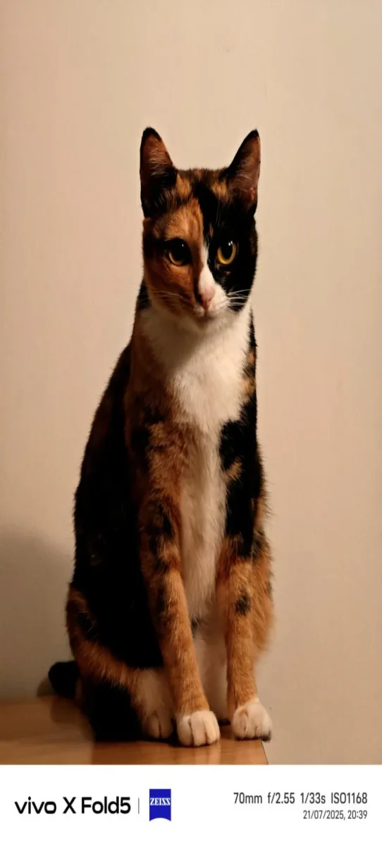 Foldable, fast, functional