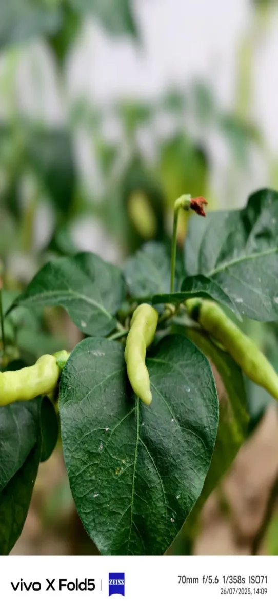 Foldable, fast, functional