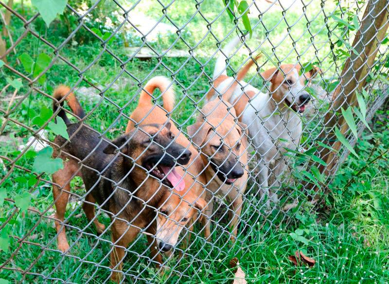 Coalition proposes for NGOs to bail out stray animals for free