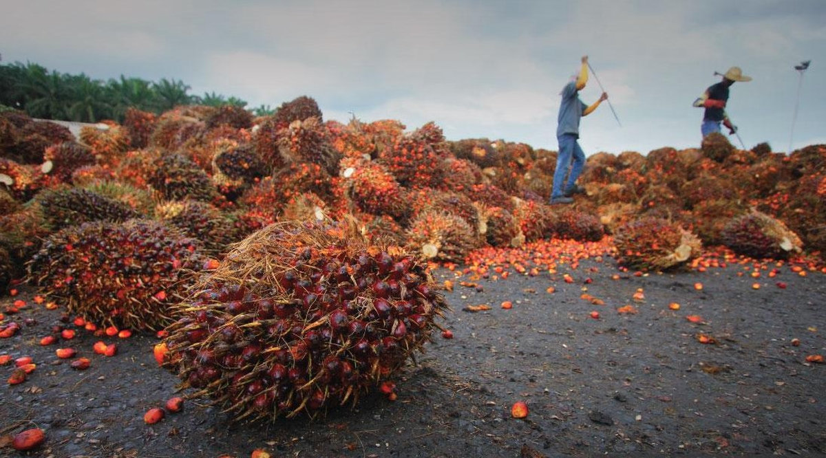 21 arrested for oil palm theft, fraud in Hilir Perak 21 arrested for oil palm theft, fraud in Hilir Perak
