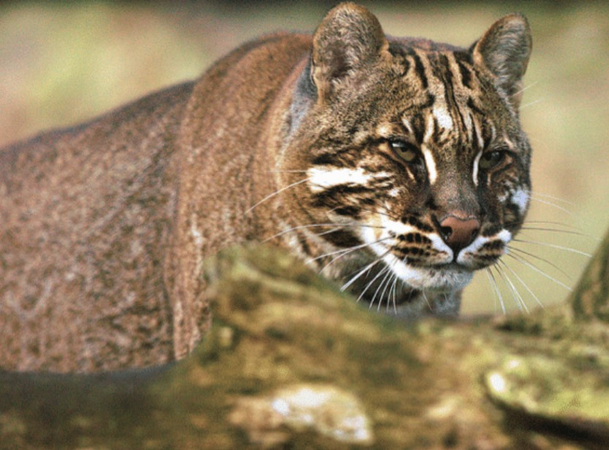 Man injured in suspected golden cat attack in Kuala Pilah Man injured in suspected golden cat attack in Kuala Pilah