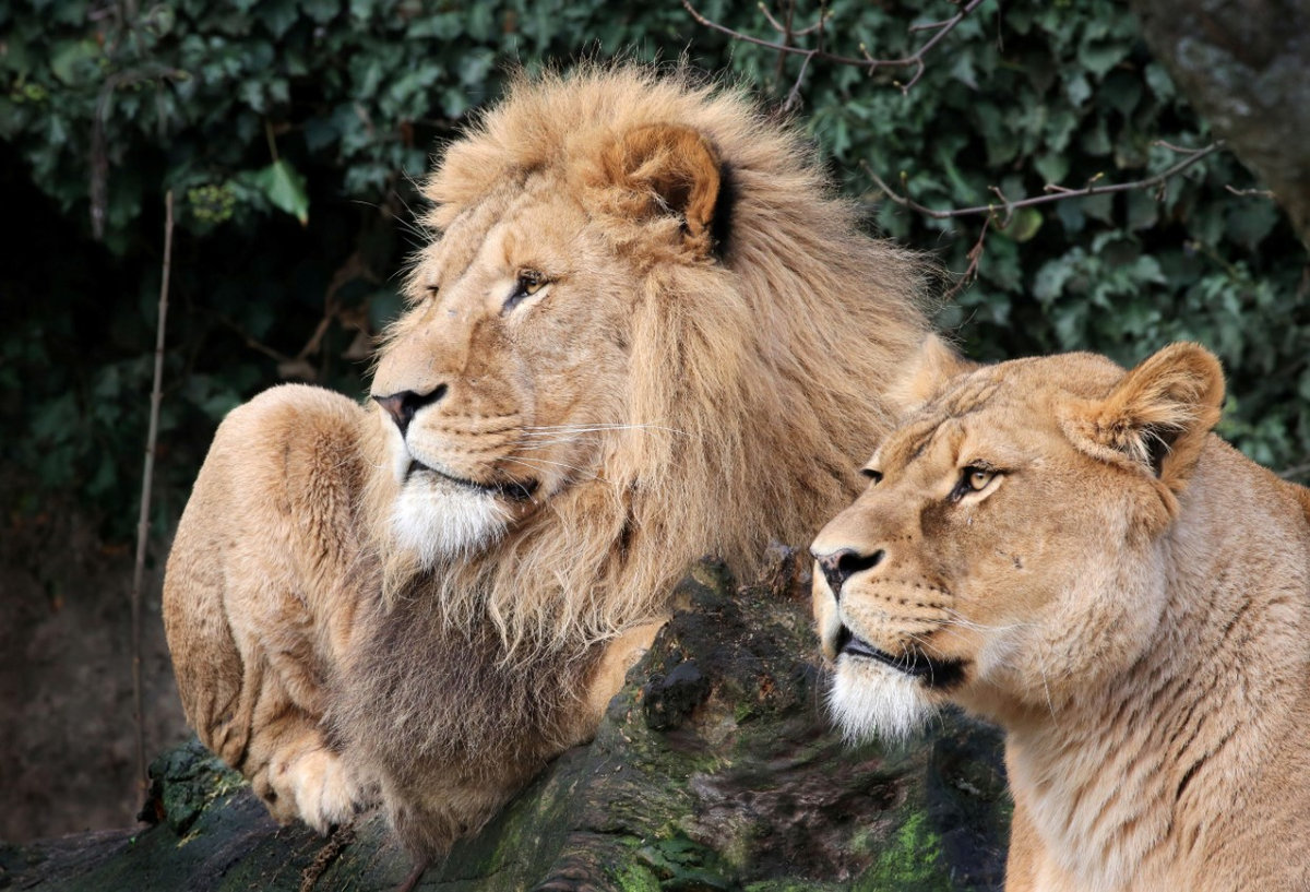 Pakistan seizes 18 pet lions in Punjab crackdown after attack Pakistan seizes 18 pet lions in Punjab crackdown after attack