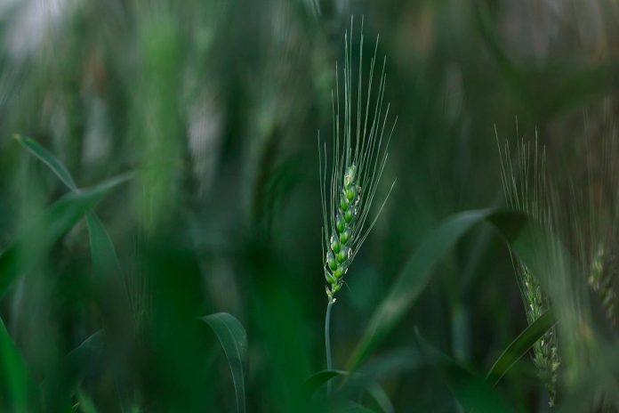 Australia wheat harvest outlook improves after July rains