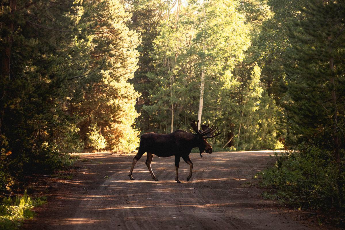 Moose meat and antlers caused fatal Alaska plane crash: NTSB report Moose meat and antlers caused fatal Alaska plane crash: NTSB report