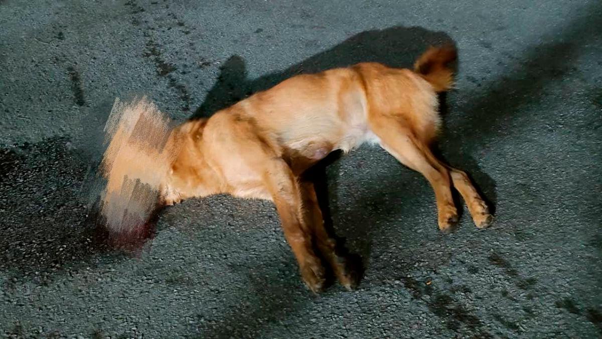 Penang DVS investigates animal deaths at Penang Hill Penang DVS investigates animal deaths at Penang Hill