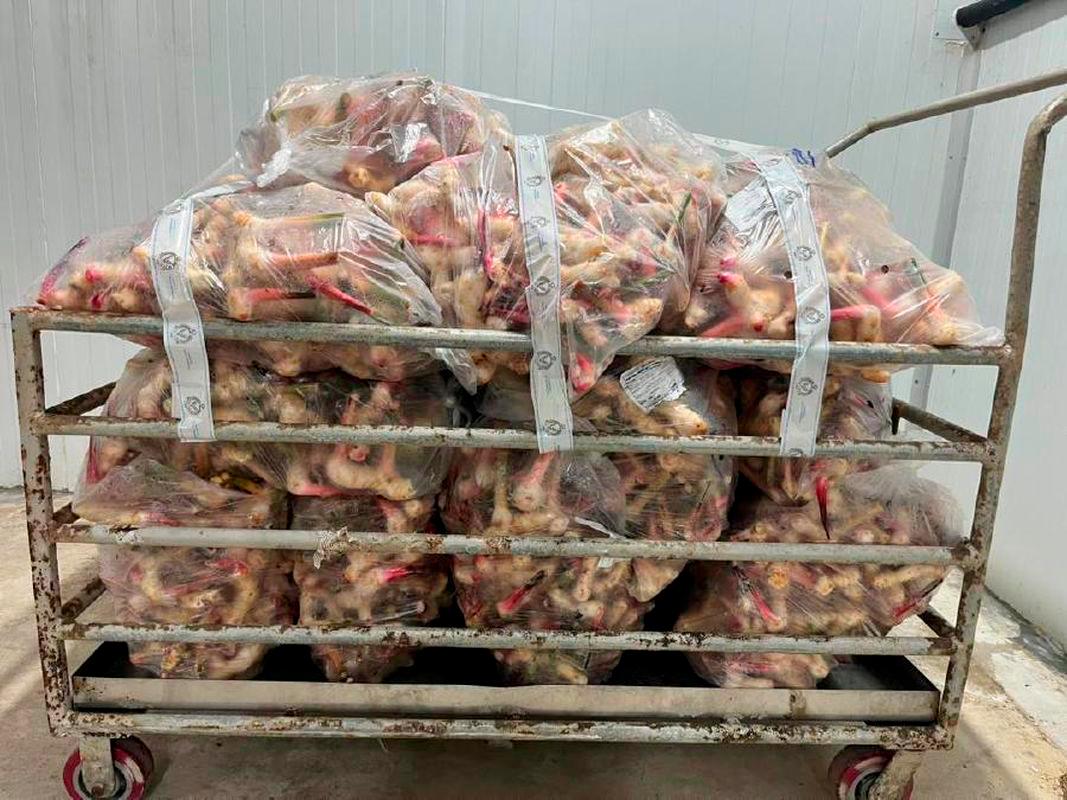 AKPS rampas 200kg lengkuas tanpa permit di Bukit Kayu Hitam