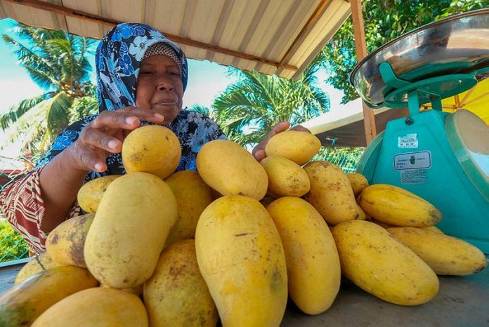 Brazil mango export crisis looms over new US tariff hike