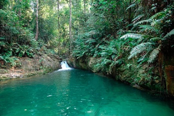 75 individu ditahan dalam Ops Jejak 2 ceroboh Hutan Simpan Ayer Itam