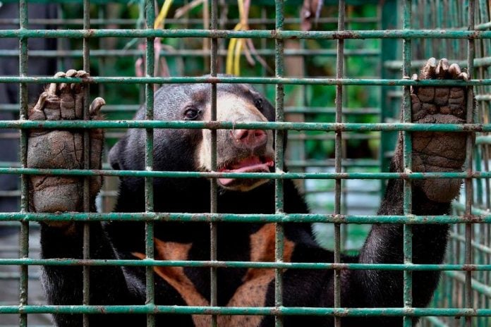 Perhilitan safely captures sun bear in Dungun village
