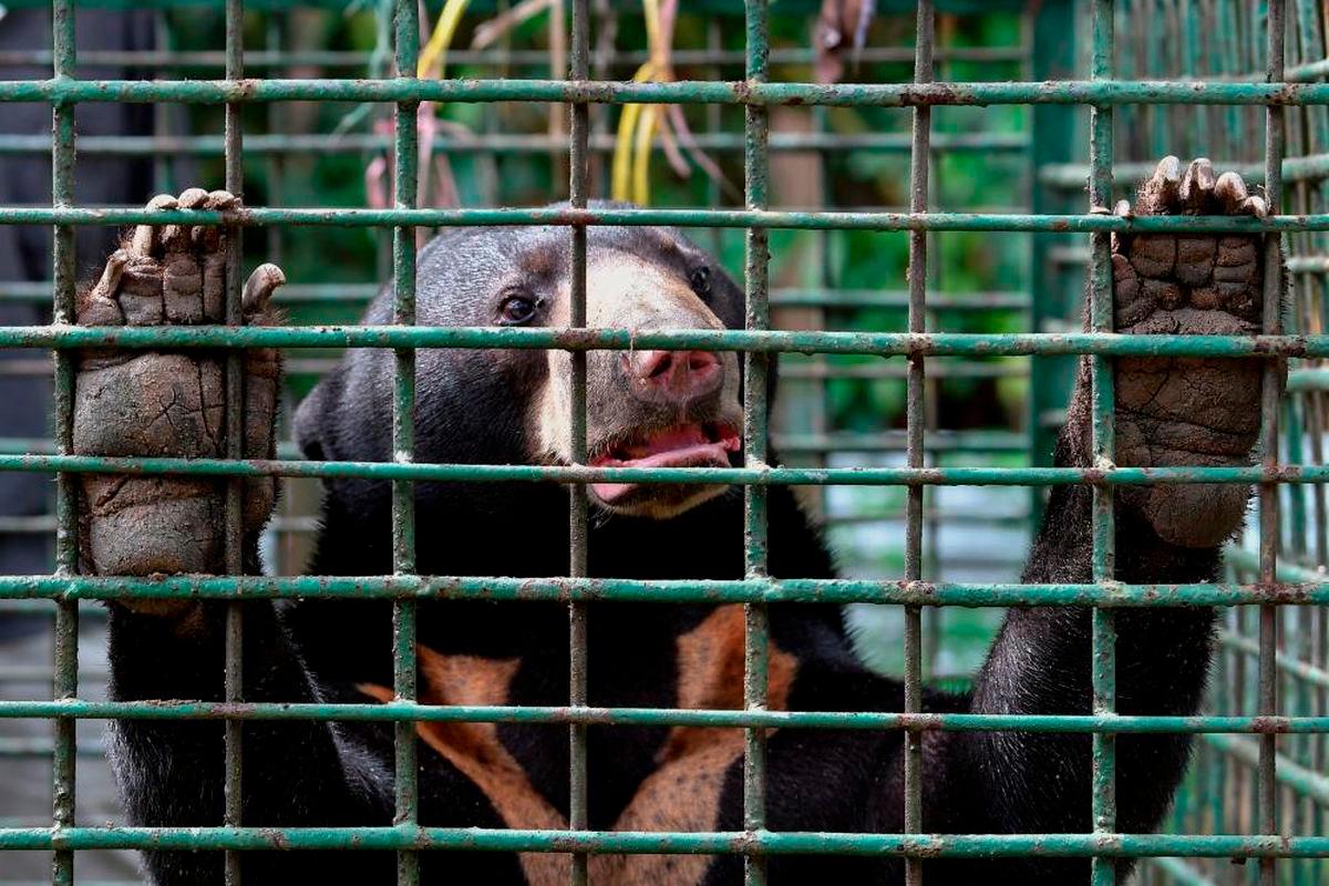 Perhilitan safely captures sun bear in Dungun village Perhilitan safely captures sun bear in Dungun village