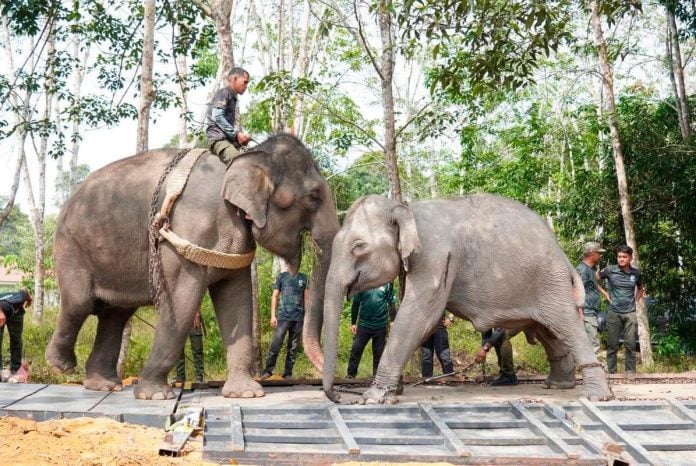 Perhilitan relocates wild elephants from Kluang to reduce human conflict