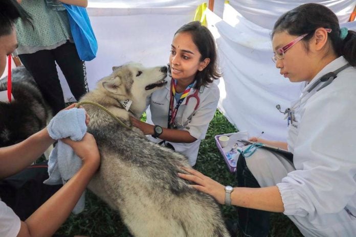 Association suggests using strays in new treatment