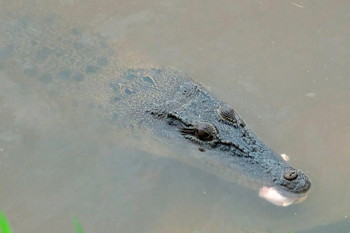 Authorities to keep tabs on Teluk Bahang after crocodile capture Authorities to keep tabs on Teluk Bahang after crocodile capture