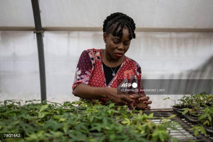 Award-winning Nigerian agronomist dreams of a cassava ‘revolution’ Award-winning Nigerian agronomist dreams of a cassava ‘revolution’