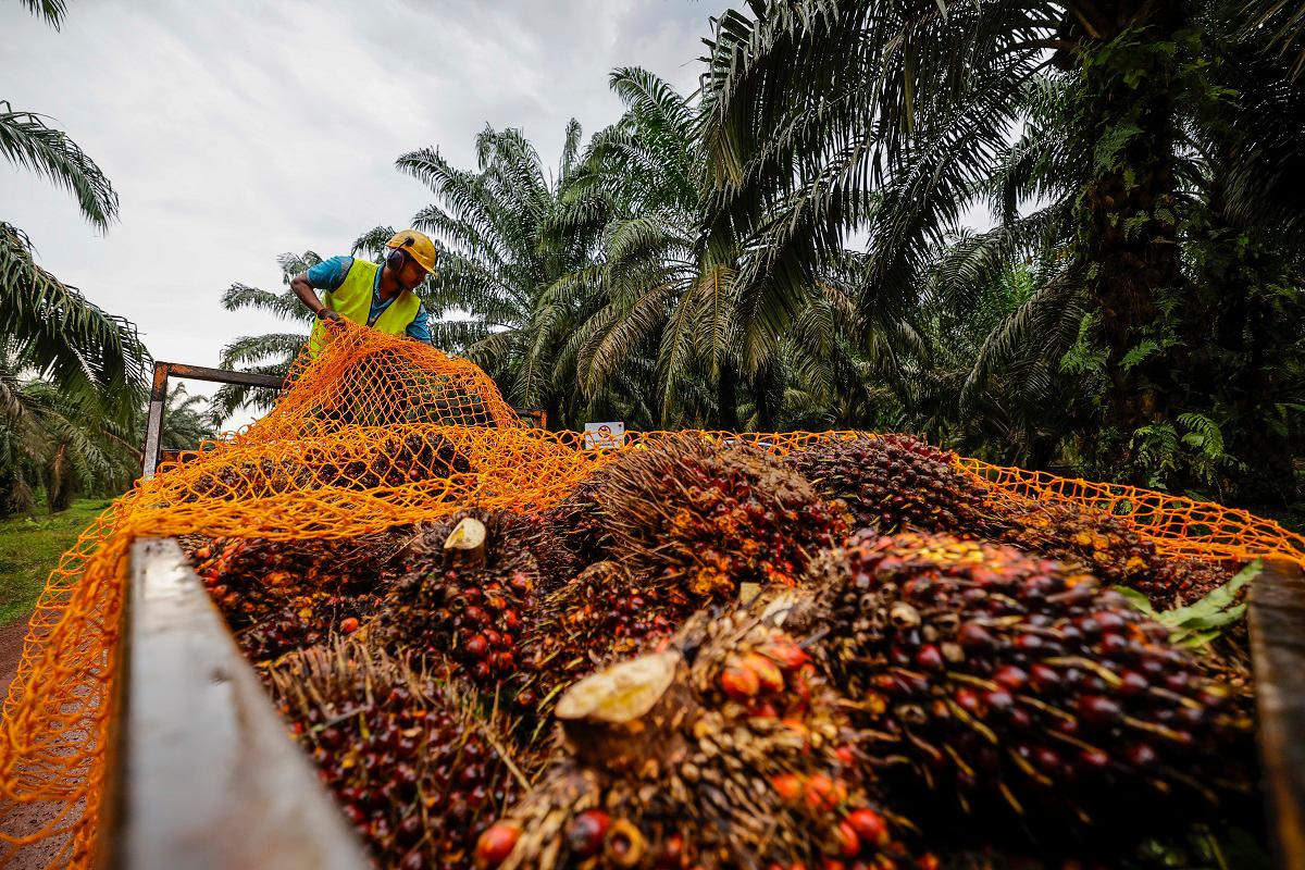 Belanjawan 2026: RM63 juta diperuntukkan perhebat kempen tangkis tohmahan Barat terhadap sawit Belanjawan 2026: RM63 juta diperuntukkan perhebat kempen tangkis tohmahan Barat terhadap sawit