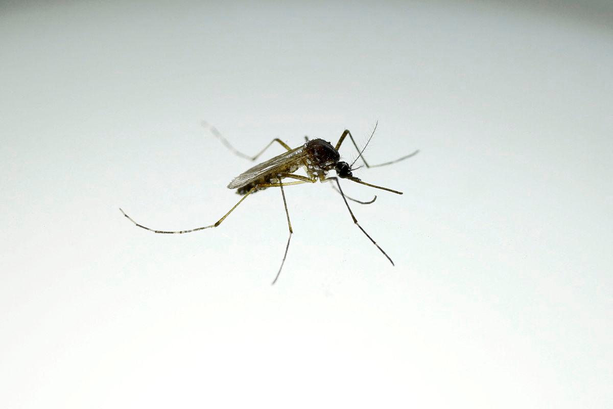 Brazil to protect 140 million from dengue with mosquito super factory Brazil to protect 140 million from dengue with mosquito super factory