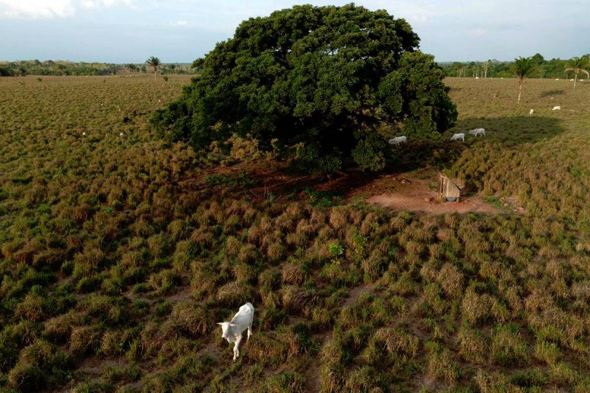 Brazil’s Amazon rainforest lost Spain-sized area in 40 years