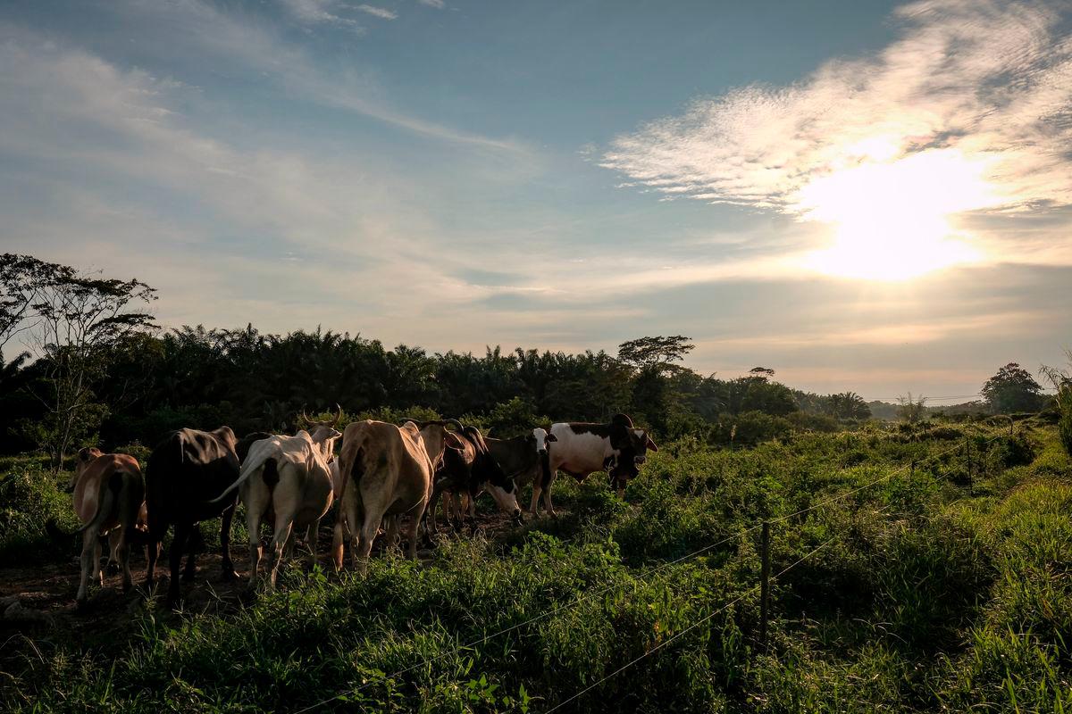 Budget 2026 drives sustainable development for planetary health - Dr Zaini Ujang Budget 2026 drives sustainable development for planetary health - Dr Zaini Ujang