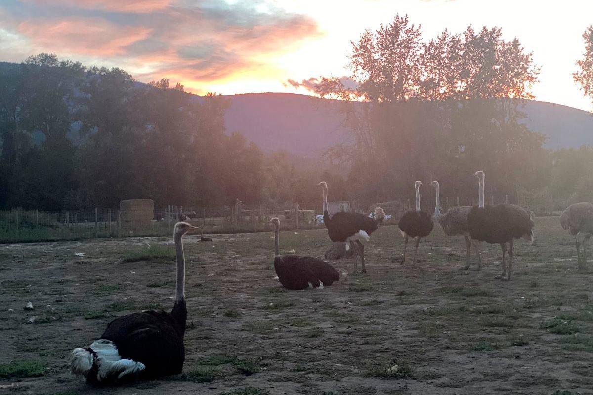 Canada pauses cull of ostrich flock that had cases of avian flu amid US push to save them