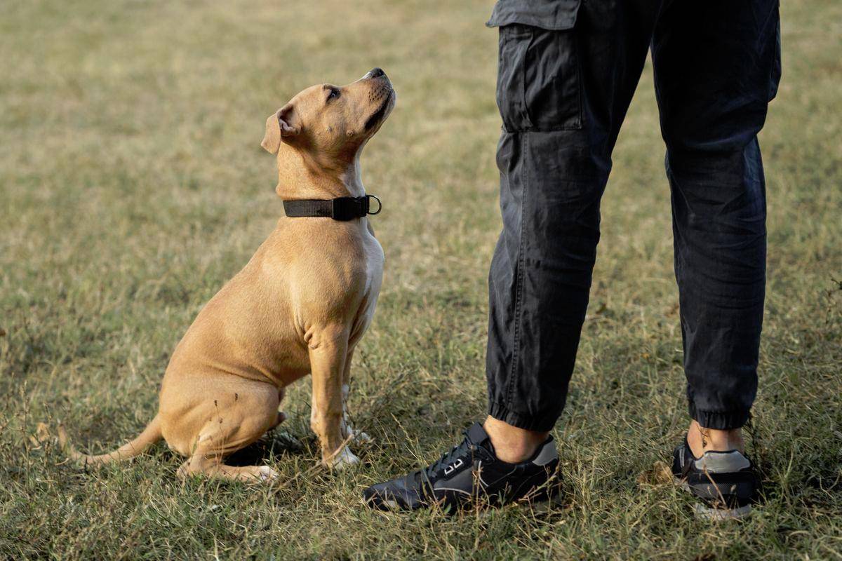 Cheras dog attack sparks heated debate online over pet responsibility Cheras dog attack sparks heated debate online over pet responsibility
