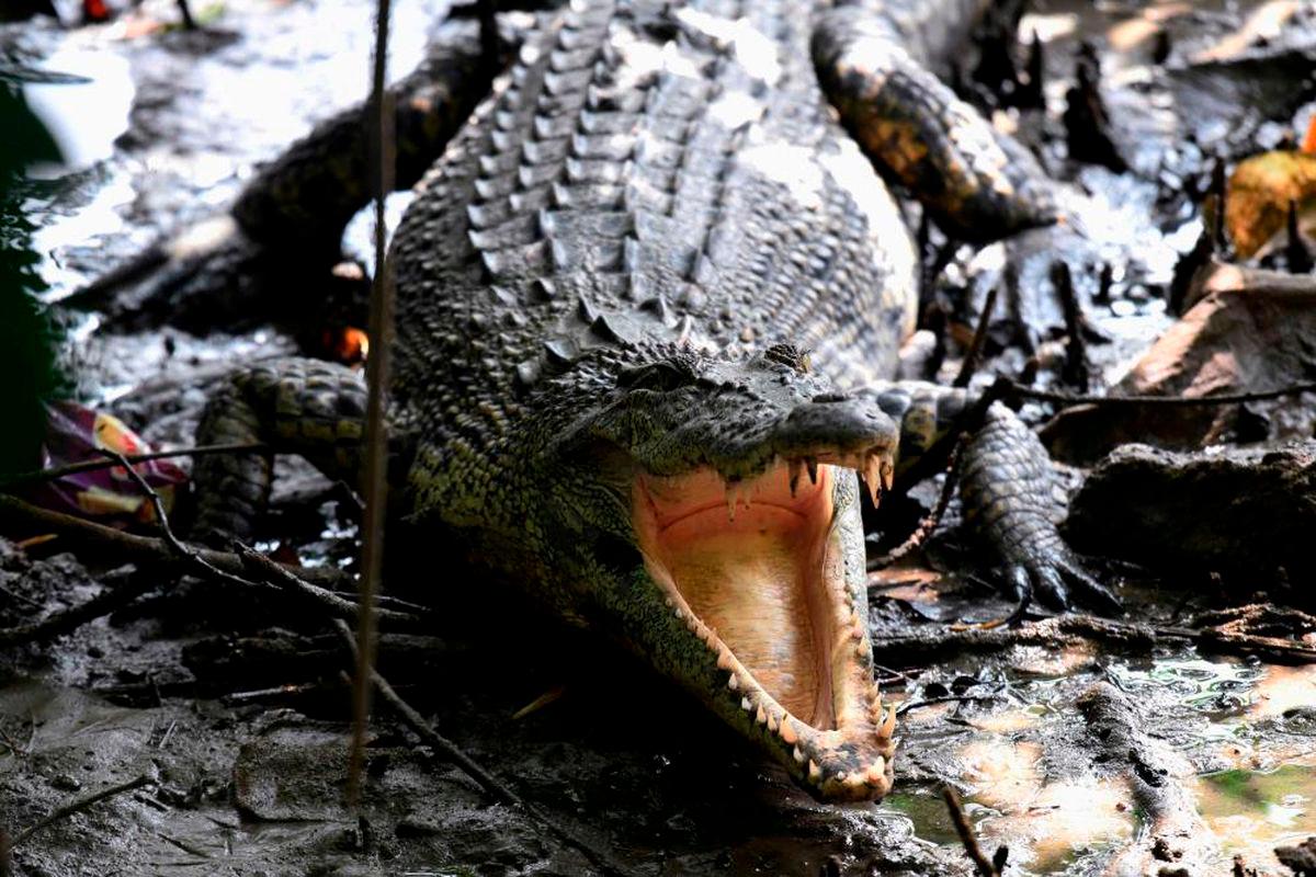 Crocodile captured at Simpang Renggam school grounds by firefighters