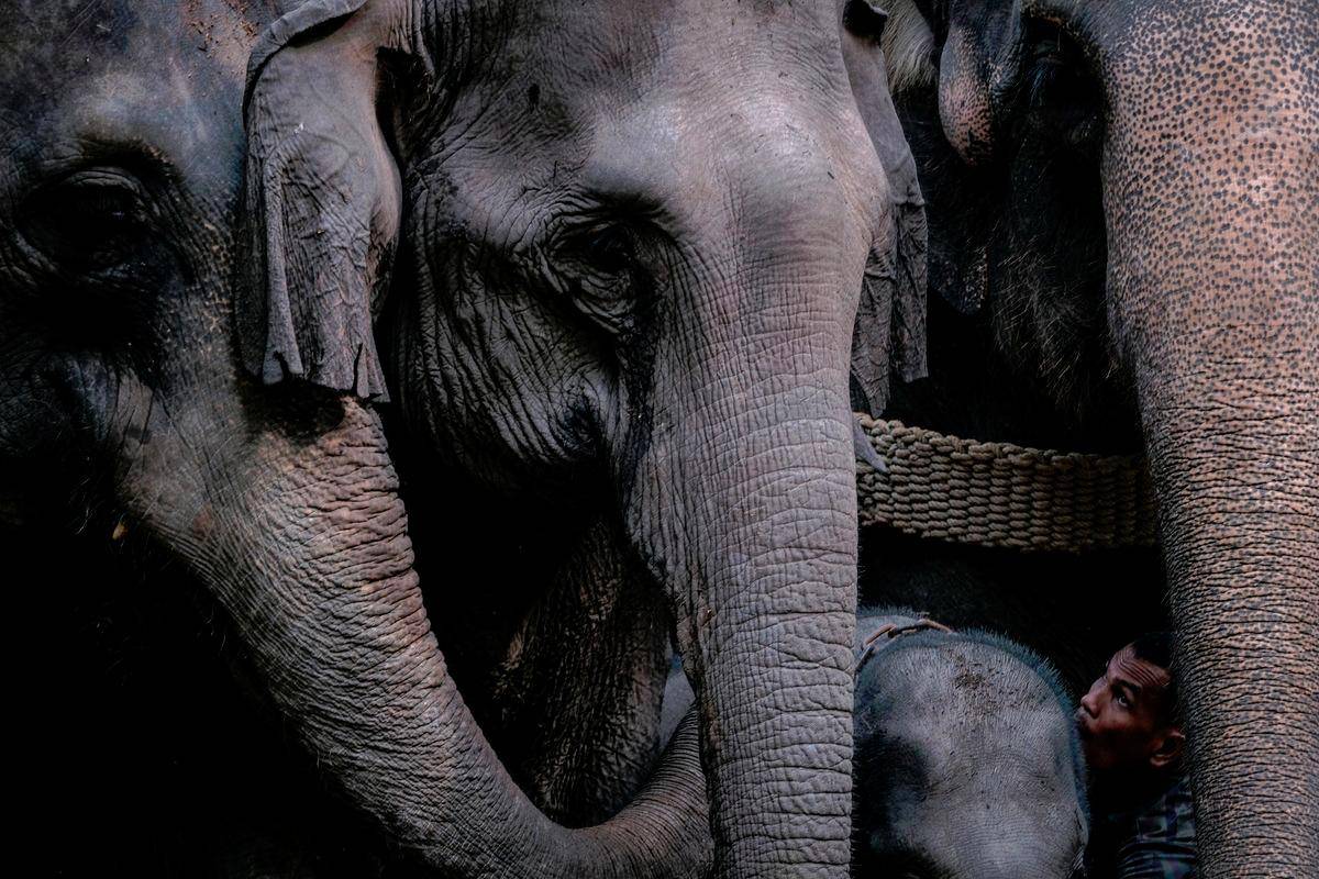 Ecosystem restoration in Mersing boosts wild elephant population Ecosystem restoration in Mersing boosts wild elephant population
