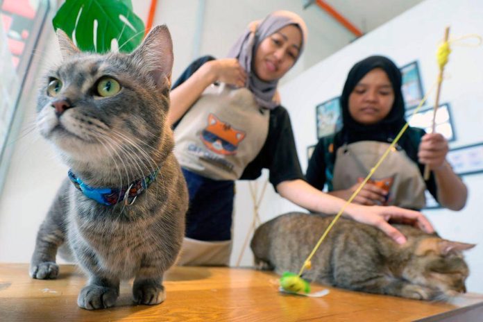 Educator advocates for animal-assisted therapy