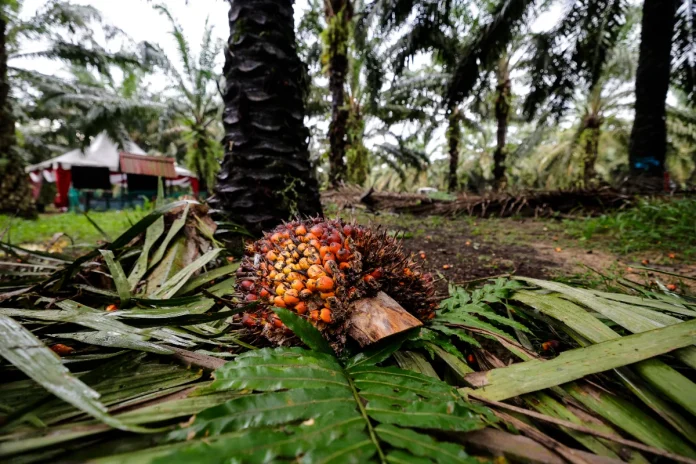 Sabah produces 4.27 million tonnes of CPO in 2024, leads Malaysia Sabah produces 4.27 million tonnes of CPO in 2024, leads Malaysia