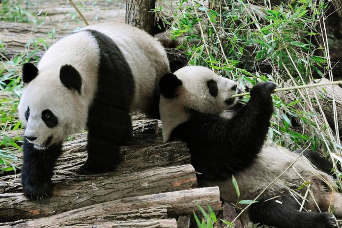 French zoo returns poorly panda and partner to China