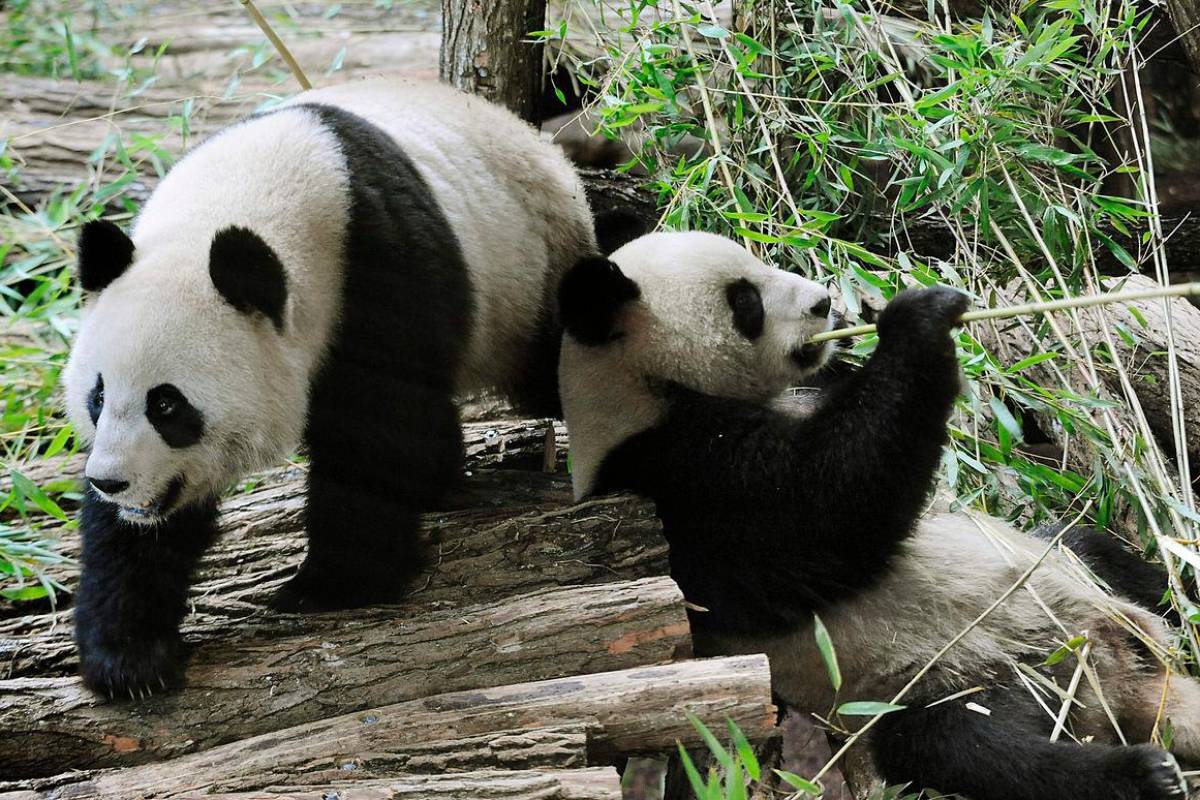 French zoo returns poorly panda and partner to China French zoo returns poorly panda and partner to China