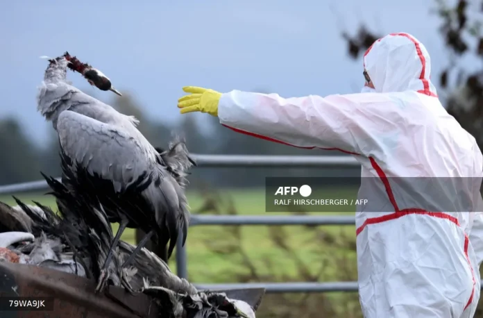 Germany orders mass bird cull near Berlin to combat bird flu outbreak
